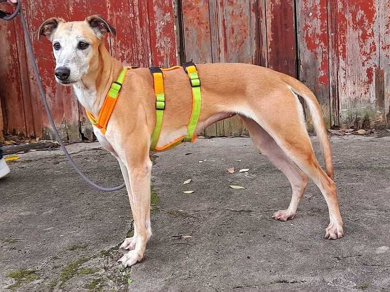 Estrella, fast ein Galgo