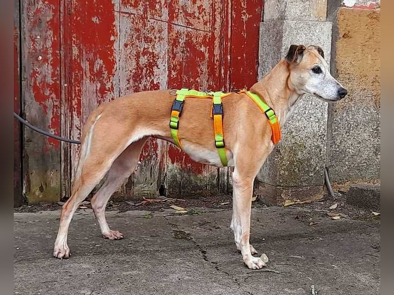Estrella, fast ein Galgo