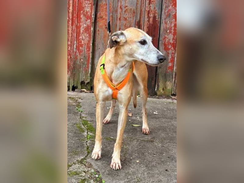 Estrella, fast ein Galgo