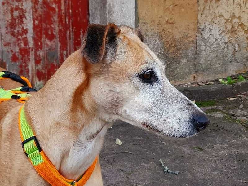 Estrella, fast ein Galgo