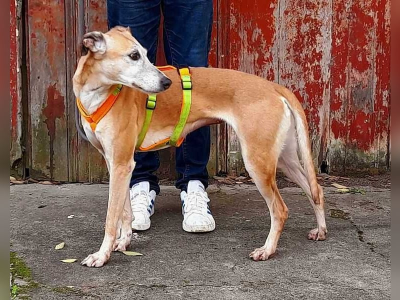 Estrella, fast ein Galgo