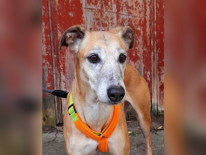 Estrella, fast ein Galgo
