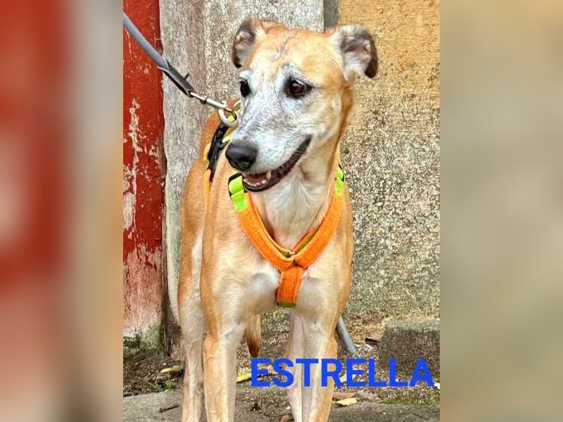 Estrella, fast ein Galgo