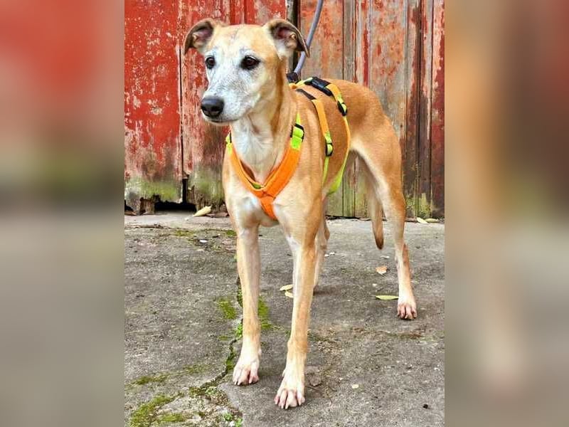 Estrella, fast ein Galgo