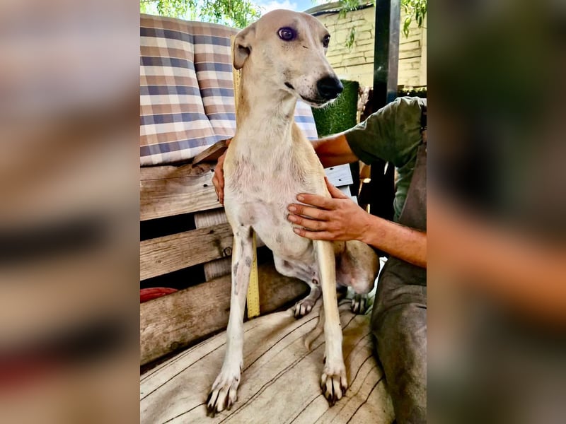 Sanfter Galgo Viento sucht seine Menschen