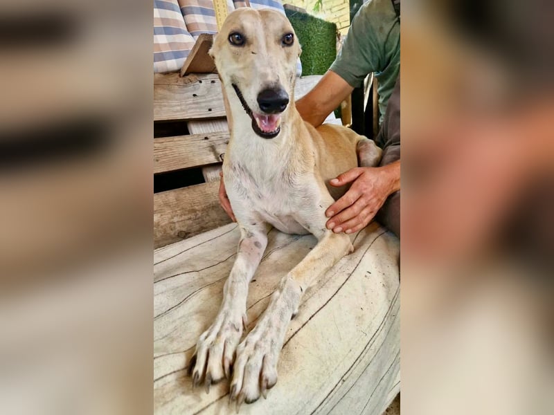 Sanfter Galgo Viento sucht seine Menschen