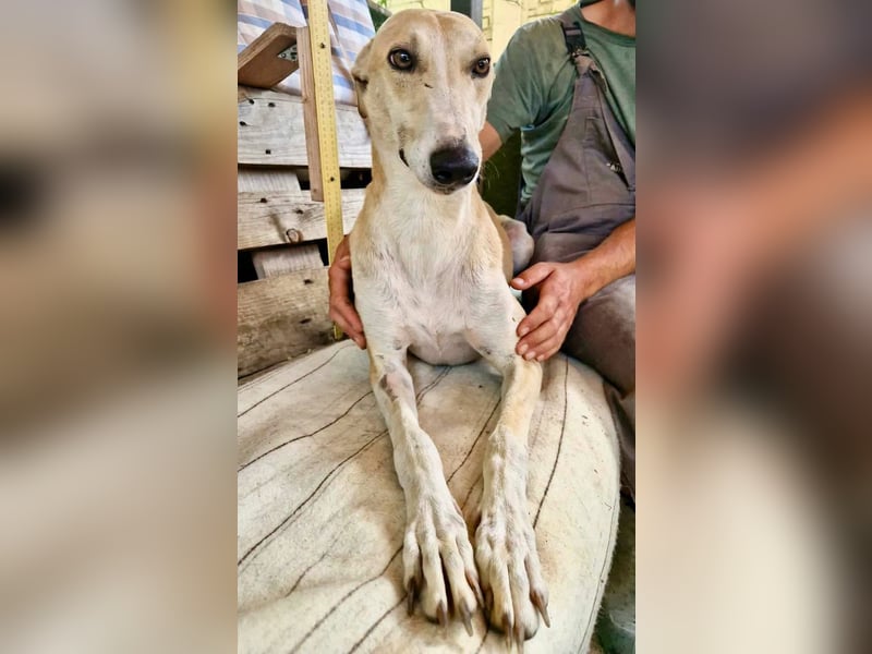 Sanfter Galgo Viento sucht seine Menschen