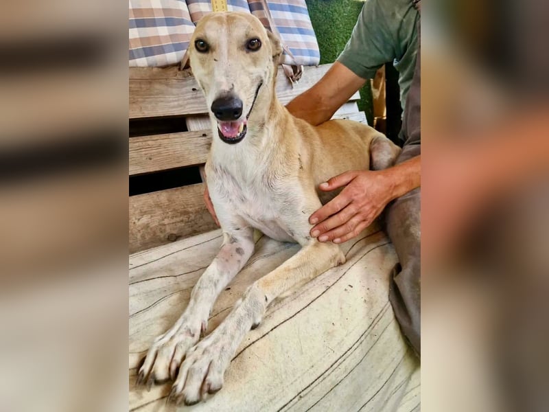 Sanfter Galgo Viento sucht seine Menschen