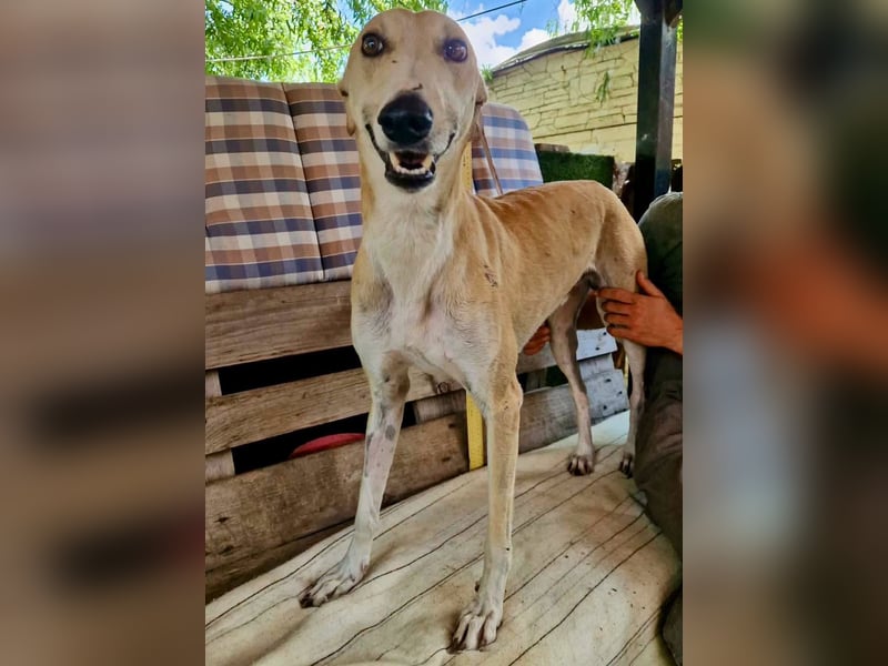 Sanfter Galgo Viento sucht seine Menschen