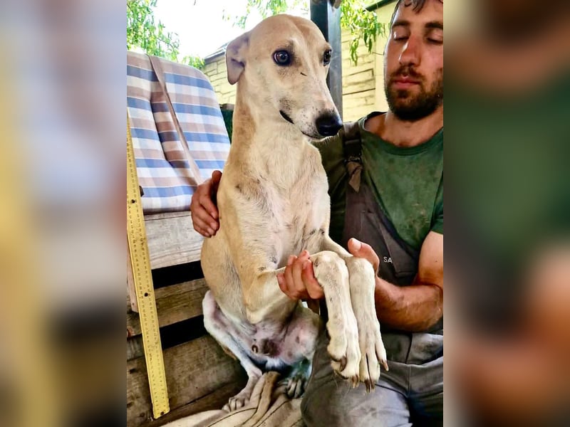 Sanfter Galgo Viento sucht seine Menschen