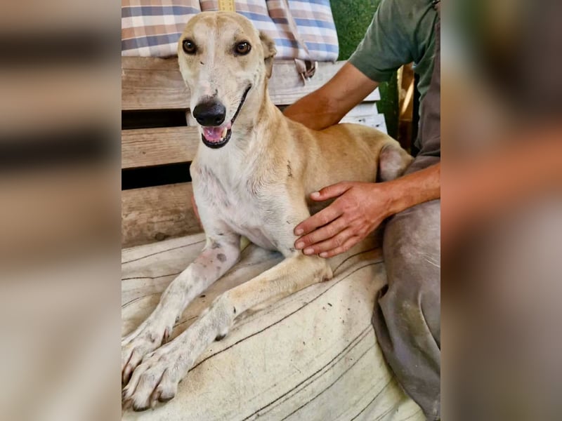 Sanfter Galgo Viento sucht seine Menschen