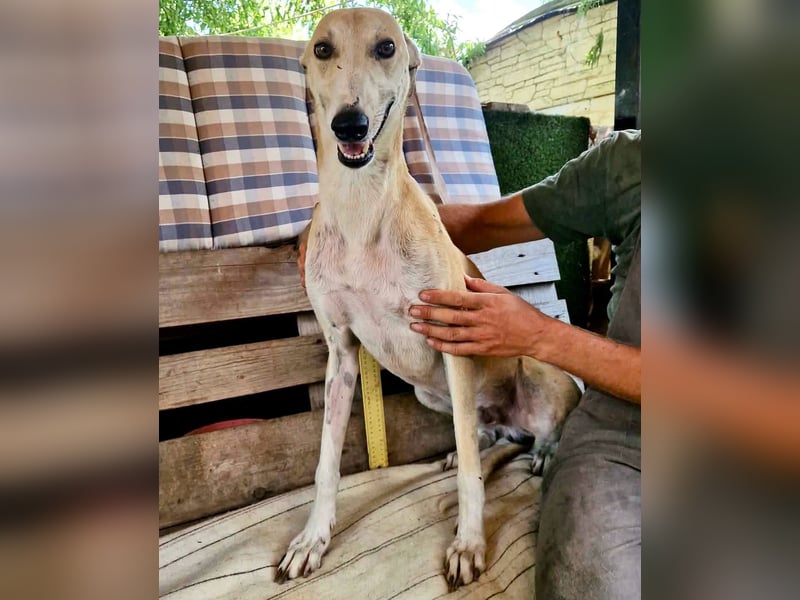 Sanfter Galgo Viento sucht seine Menschen