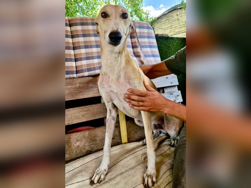 Sanfter Galgo Viento sucht seine Menschen