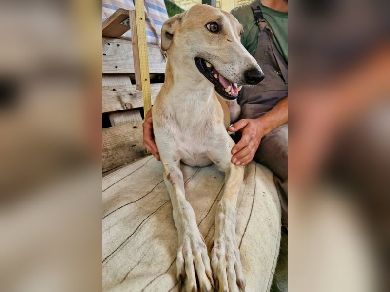 Sanfter Galgo Viento sucht seine Menschen