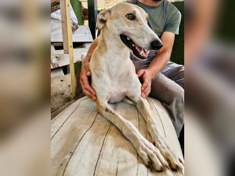 Sanfter Galgo Viento sucht seine Menschen