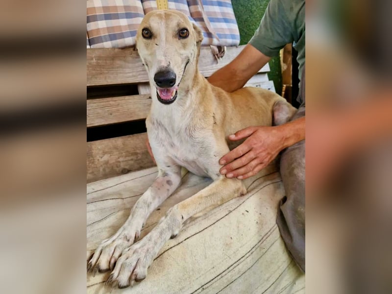 Sanfter Galgo Viento sucht seine Menschen