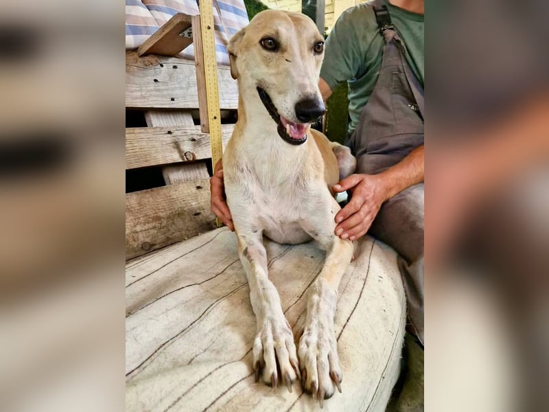Sanfter Galgo Viento sucht seine Menschen
