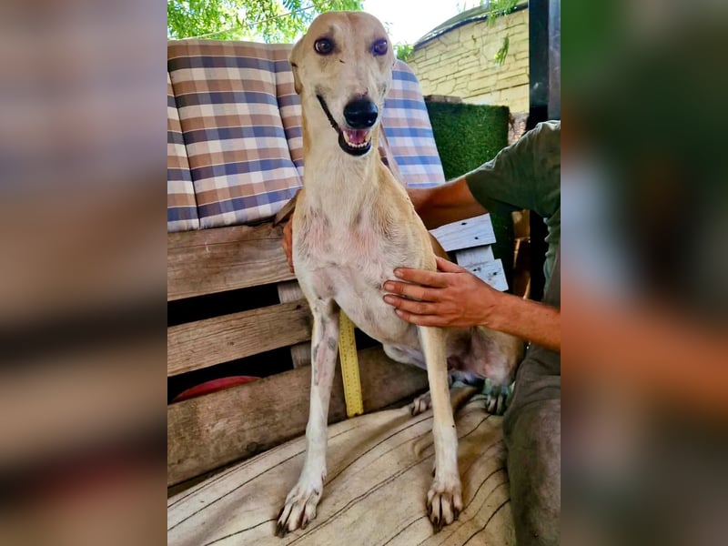 Sanfter Galgo Viento sucht seine Menschen
