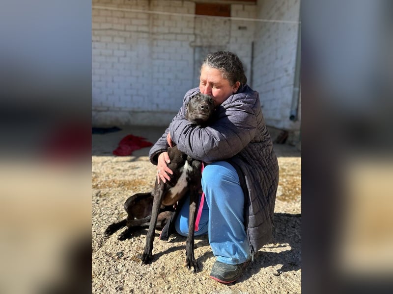 Nister *Dringend Pflegestelle gesucht*