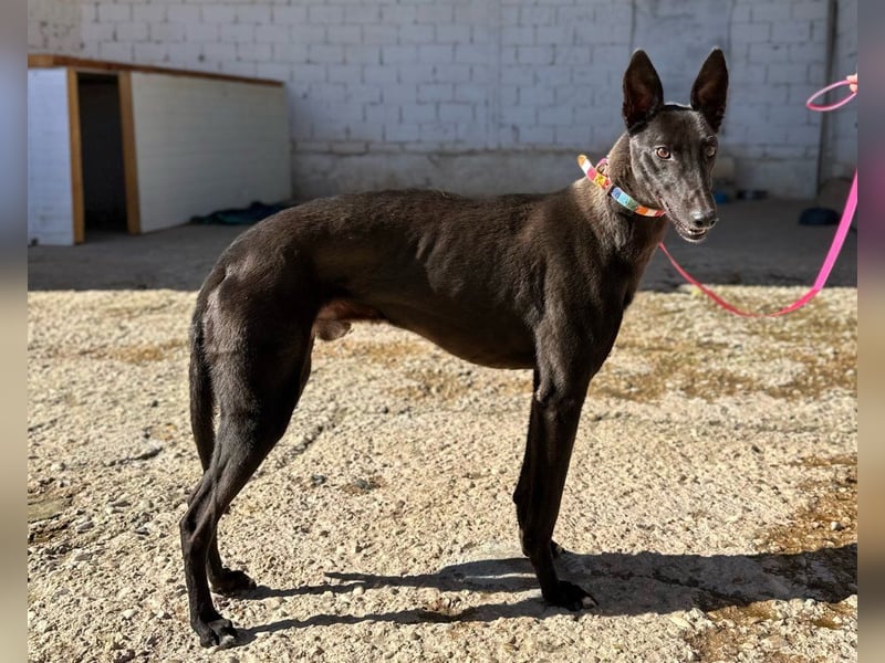 Nister *Dringend Pflegestelle gesucht*