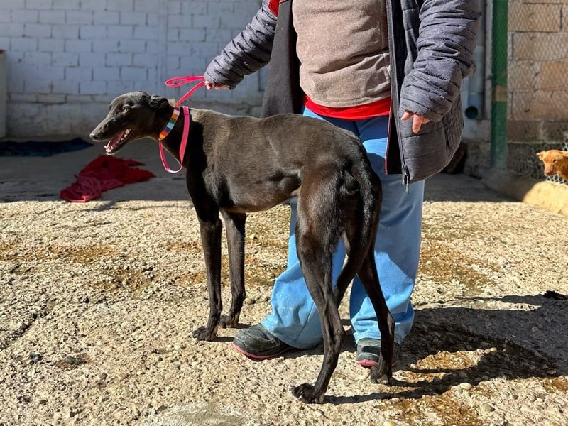 Nister *Dringend Pflegestelle gesucht*