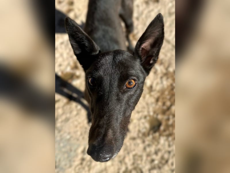 Nister *Dringend Pflegestelle gesucht*