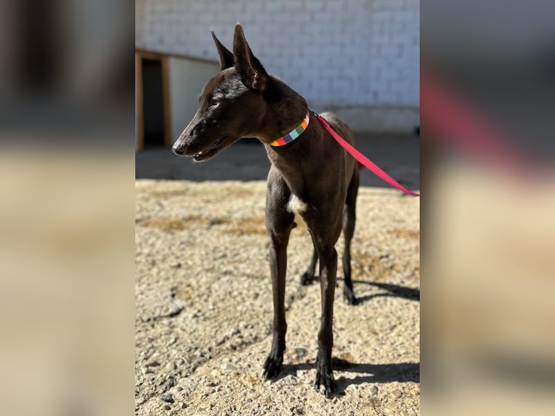 Nister *Dringend Pflegestelle gesucht*