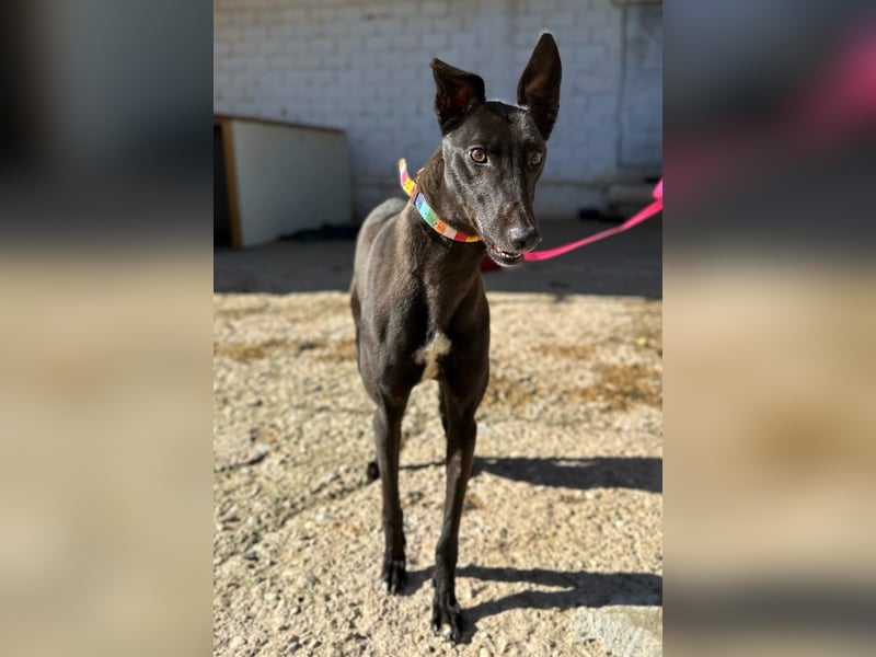 Nister *Dringend Pflegestelle gesucht*