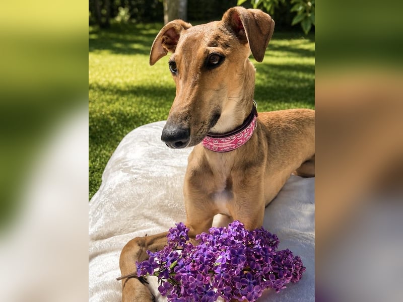 Windhund Sally sucht ein Zuhause