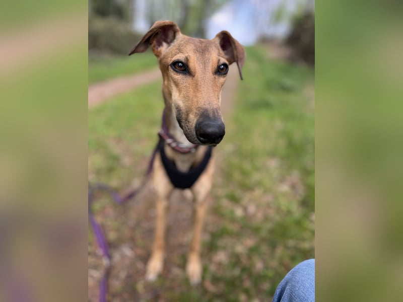 Windhund Sally sucht ein Zuhause