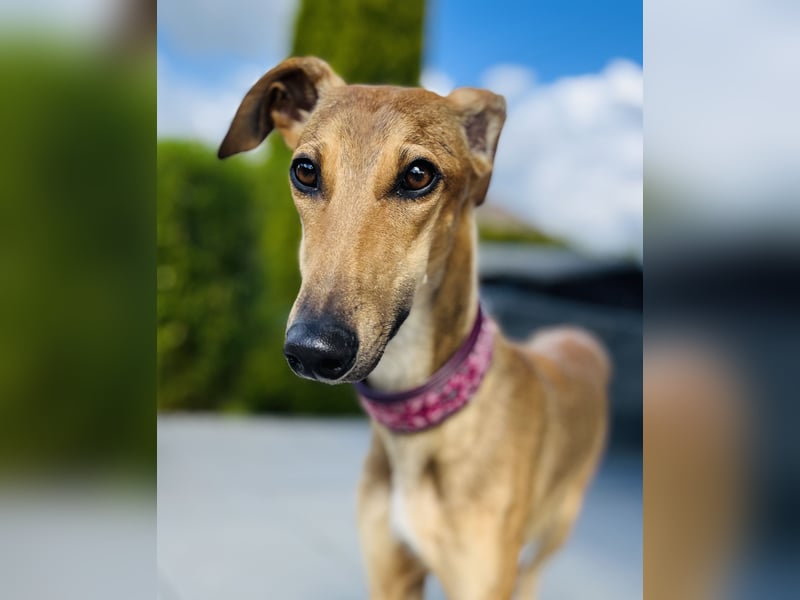 Windhund Sally sucht ein Zuhause