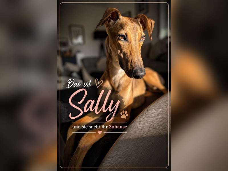 Windhund Sally sucht ein Zuhause