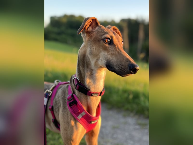 Windhund Sally sucht ein Zuhause