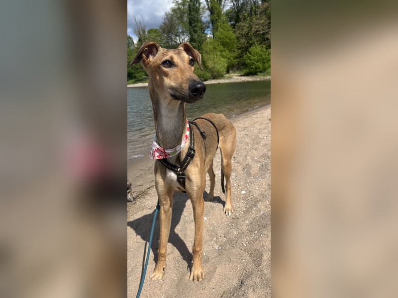Windhund Sally sucht ein Zuhause