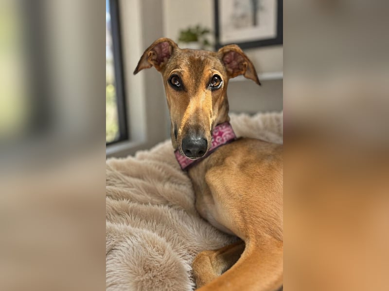 Windhund Sally sucht ein Zuhause