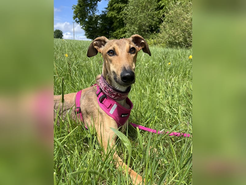Windhund Sally sucht ein Zuhause