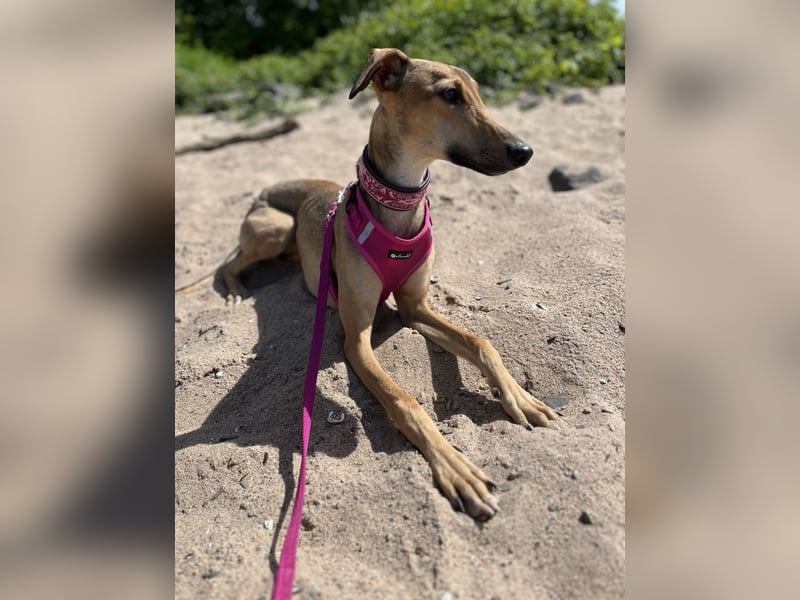 Windhund Sally sucht ein Zuhause