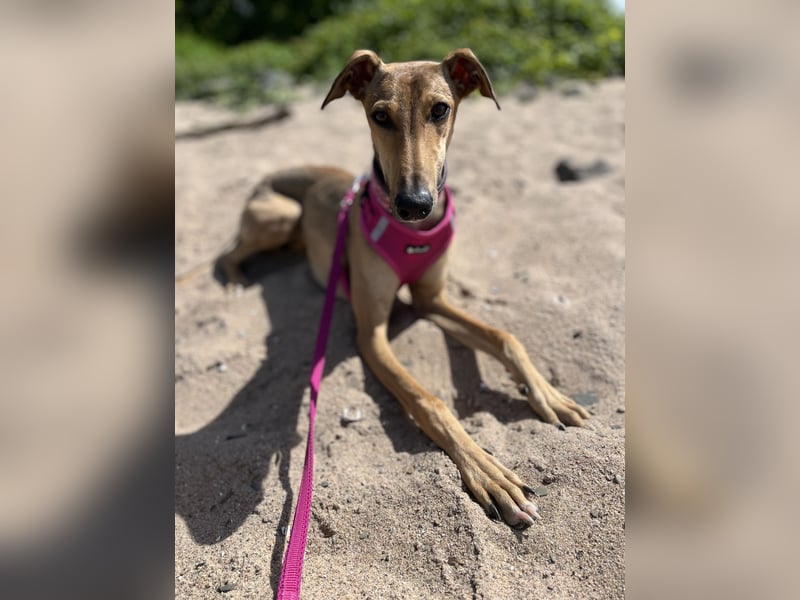 Windhund Sally sucht ein Zuhause