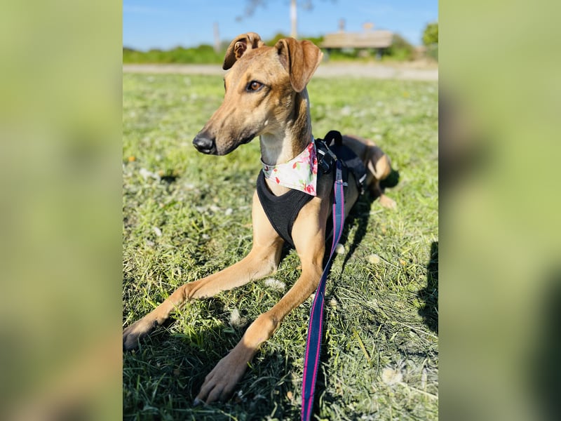 Windhund Sally sucht ein Zuhause
