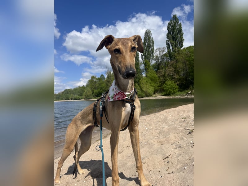 Windhund Sally sucht ein Zuhause