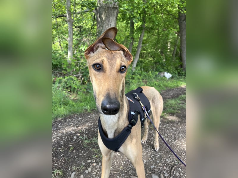 Windhund Sally sucht ein Zuhause