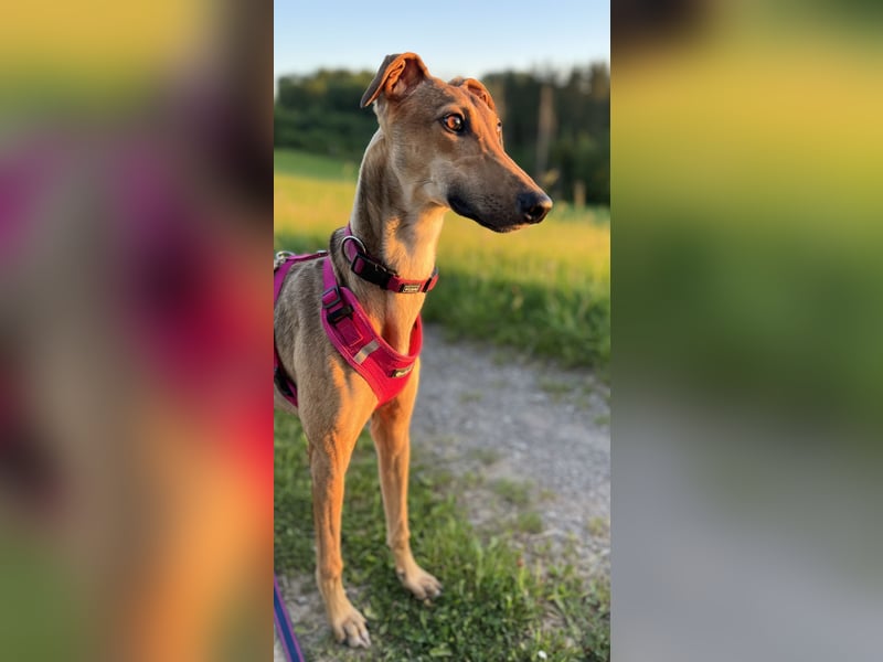 Windhund Sally sucht ein Zuhause