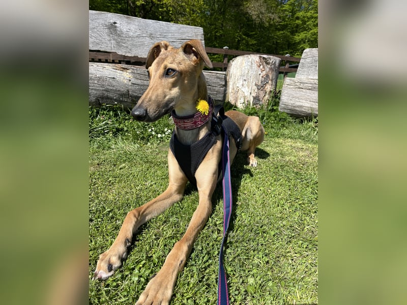 Windhund Sally sucht ein Zuhause