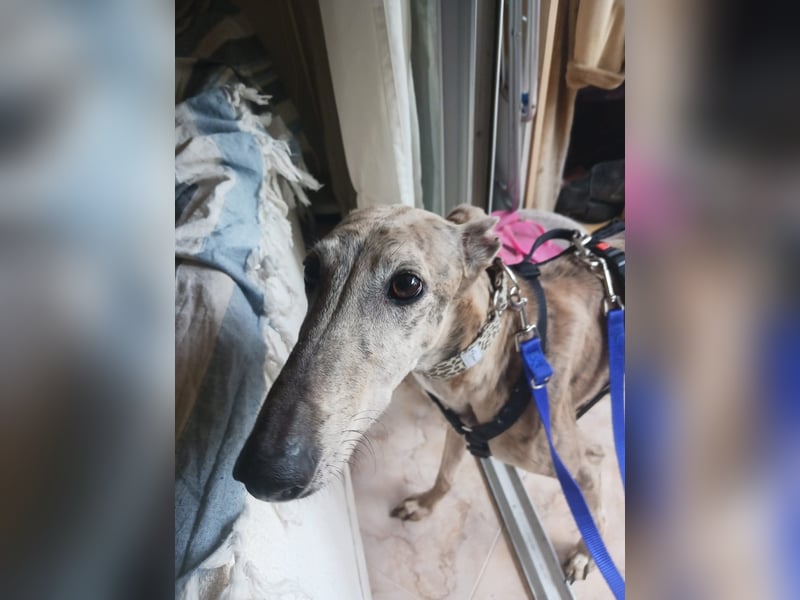 Lea - Mini-Galga möchte gerne zu dir ziehen!