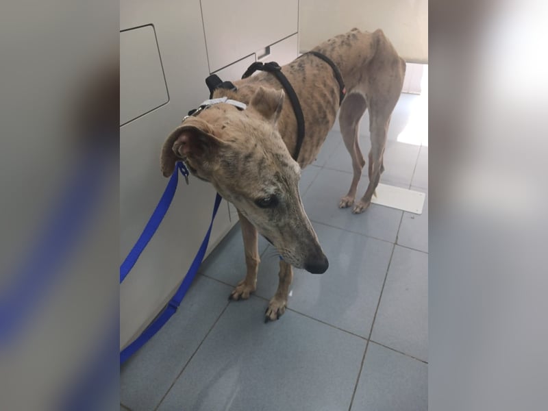 Lea - Mini-Galga möchte gerne zu dir ziehen!