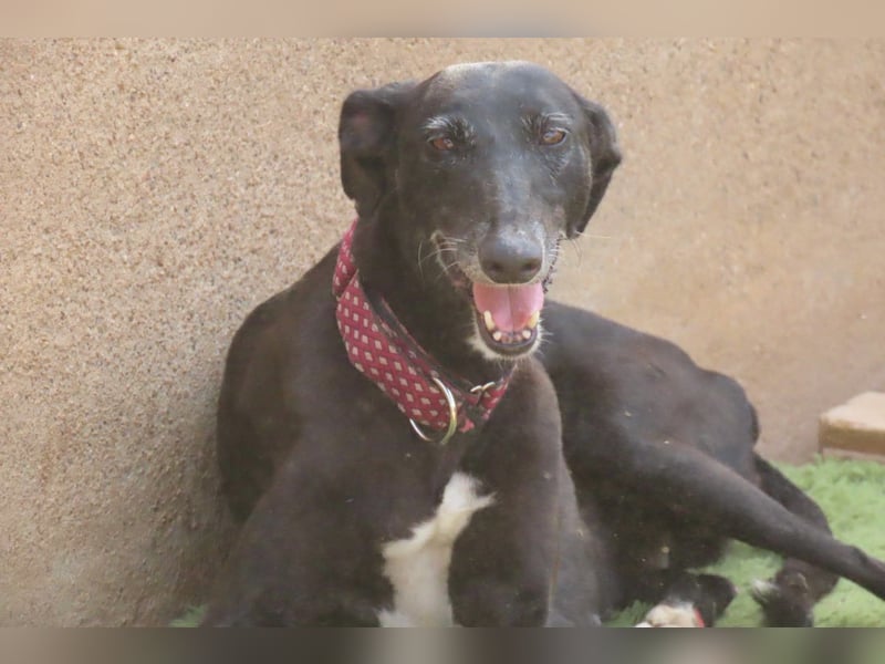 Seniorin Cleo sucht dringend einen warmen Platz vor dem Winter