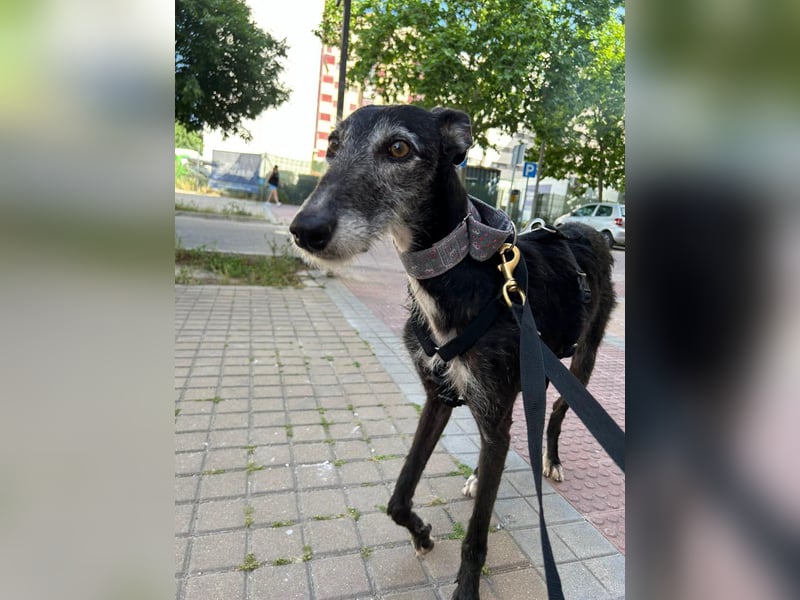 Gina - süße Fusselgalga sucht ihr Zuhause