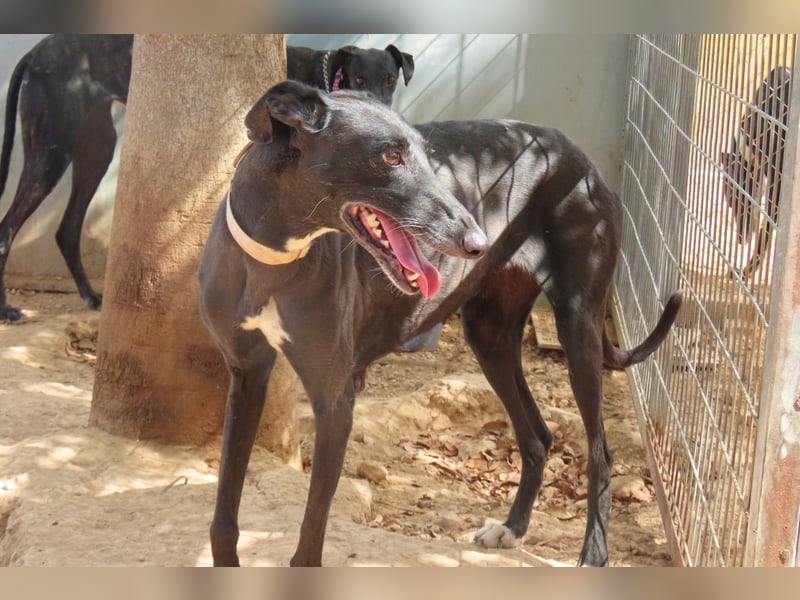 Seniorin Cleo sucht dringend einen warmen Platz vor dem Winter