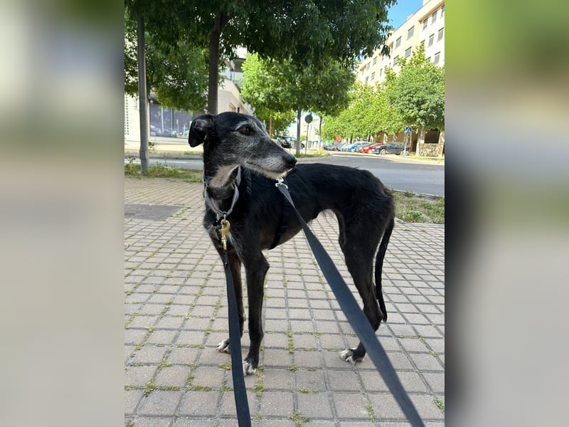 Gina - süße Fusselgalga sucht ihr Zuhause