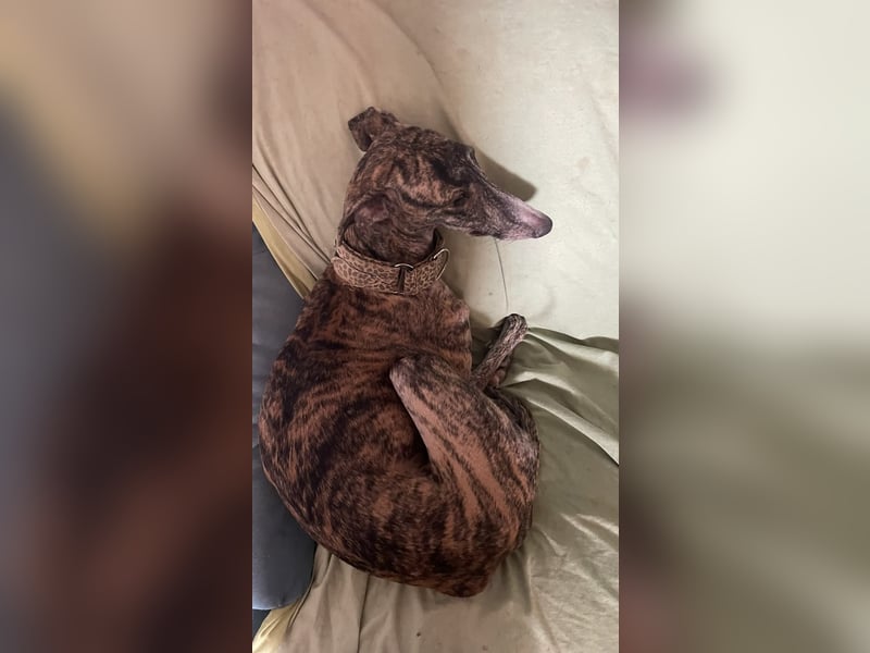 Mercedita - Bonsai-Galga sucht ihr Glück